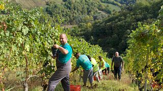 Degustação de vinhos e tour em Giacomo Vico