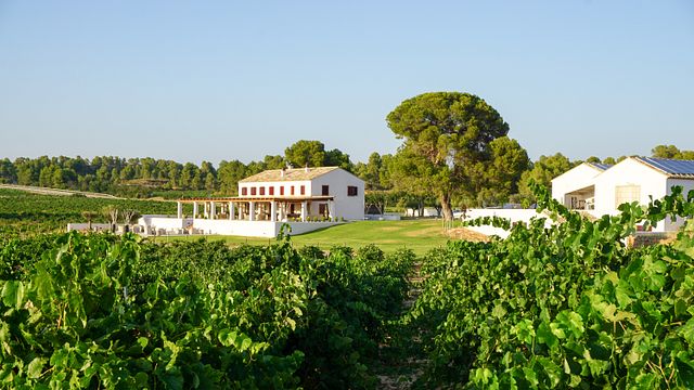 Degustazione di vini presso Bodega Finca Cor Vi