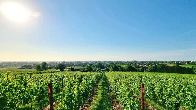 Degustazione di vini e tour dei vigneti