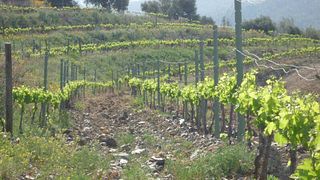 Dégustation de vins captivante et aventure viticole au Celler Devinssi à Priorat