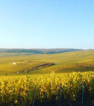 Degustazione e tour di champagne allo Champagne Gisèle Devavry