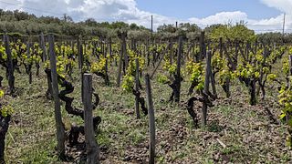 La experiencia del tour Contrada en la bodega Etnella