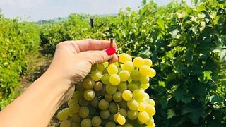 Danubian Plain Virtual Wine Journey