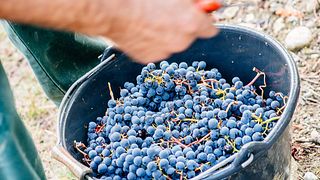 Degustação de vinhos e tour no Domaine Girard