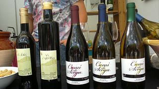 Catalonia's Celler Pedrola: Legacy in Every Sip