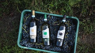 Degustazione di vini alla Cantina Dellerba con vista sul Monviso