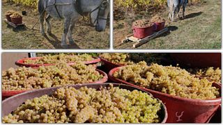Degustazione di vini e tour al Domaine Joncy