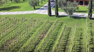  Dégustation de vins au relais viticole Borgo Romantico et visite des vignobles biologiques