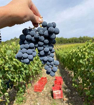 Tuscan Chianti Escape: Wine Tour & Tasting at Aiola