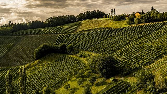 Dégustation de vins et visite chez Wein & Sektmanufaktur Harkamp