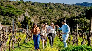 Vinho não? Dia inteiro na Arrábida saindo de Lisboa