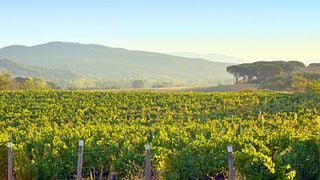 Marchesi Ginori Lisci