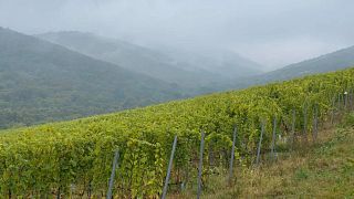 Vinprovning på Bardon Winery - Tokaj