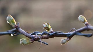 Domaine du Grand Mouton