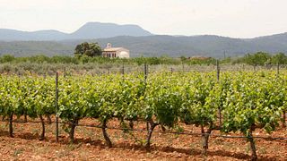 Degustazione e tour premium alle Bodegas Barón d'Alba