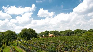 Viñedos Azteca: A Hidden Gem in Querétaro
