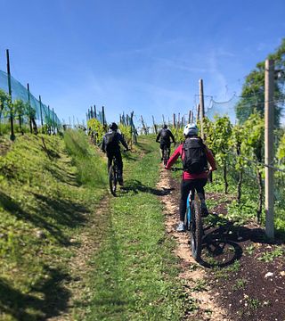 Cantina Fasol Menin