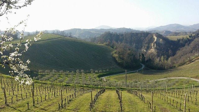 Emilia-Romagna Wine & Culture at Podere Riosto
