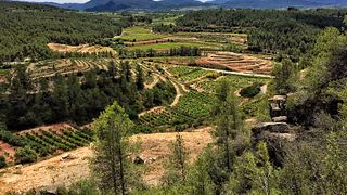 Coca I Fito Winery