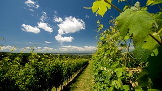 Piedmont Wine Journey: Dosio Vineyards & Tasting