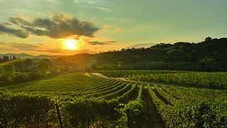 Degustação de vinhos premium na Tenuta La Riva