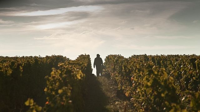 Domaine Sauvète: A Tradition of Excellence