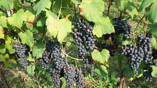 Wine Tasting at Cascina Roccabianca - Società Agricola Biologica