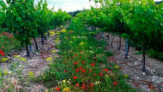 Weinprobe und Führung bei Bodegas Robles