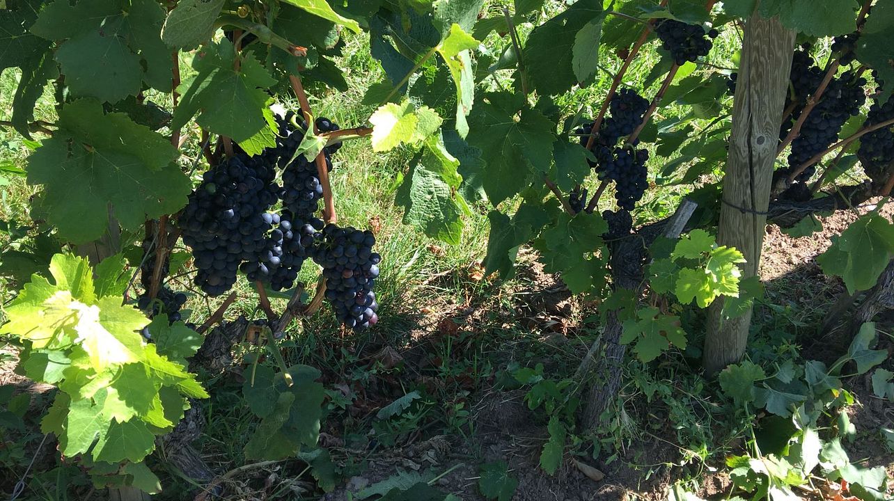 Vale do Norte do Ródano, de Côte-Rôtie a Hermitage
