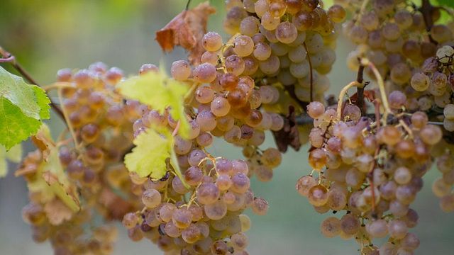 Los clásicos de Sparina | Degustación en Villa Sparina
