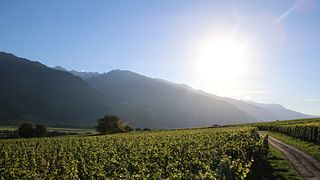 Dégustation de vins et visite guidée au Weingut zur alten Post