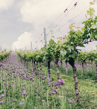 Weinmanufaktur Untertürkheim