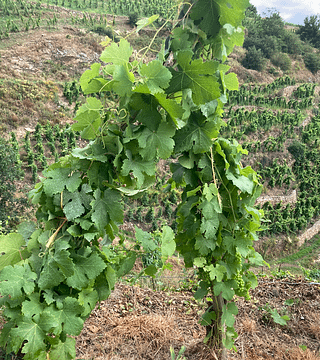 Côte-Rôtie in Full View From Slopes to Cellar