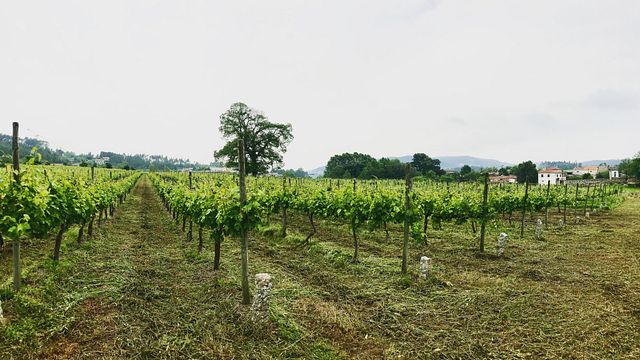 Quinta De Paços