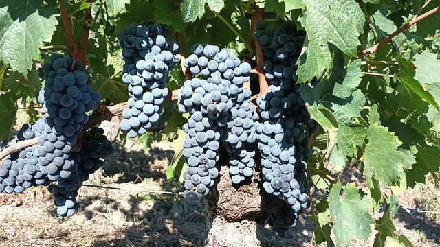 Degustazione di vini e tour allo Chateau La Rose Monturon