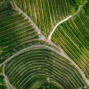 Dégustation de vins et visite des vignobles Stekar