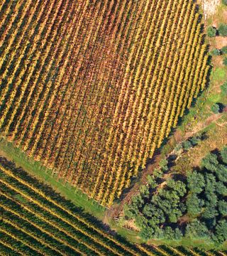 Visita a la bodega Vespaiolo y degustación en Contrà Soarda 