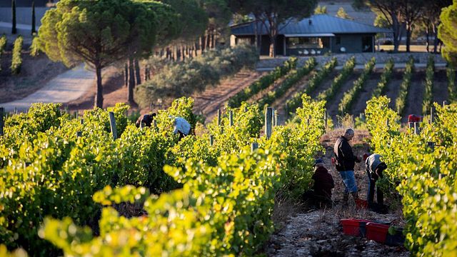 Assaggia 9 vini nel cuore dei vigneti dell'Empordá presso l'azienda vinicola Terra Remota