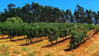 Wine Tour presso Casa Romana Vini con 3 Degustazioni di Vini e Abbinamenti Gourmet