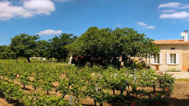 Degustação de vinhos orgânicos e tour no Château Vieux Mougnac