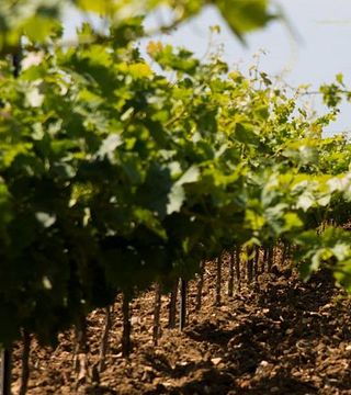 Fabio Ferracane Winery