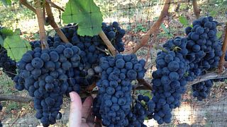 Hanson Vineyards