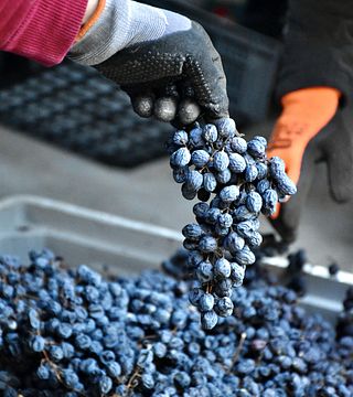 Cata de vinos y recorrido con comida típica en La Dama