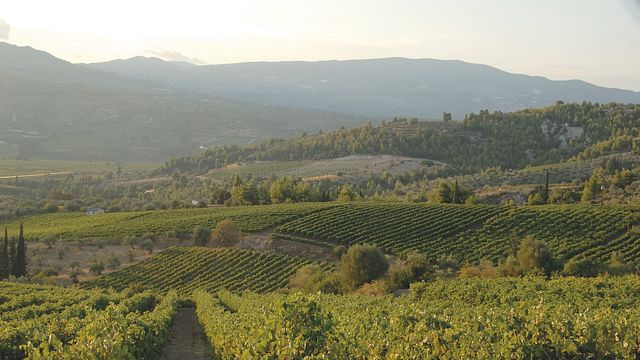 Tour del vino: i vini moderni di Nemea