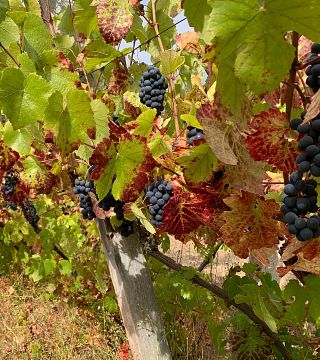 Degustazione di vini e tour a Viña Capitan Pastene