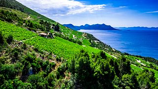 Esperienza di degustazione "DINGAC" nel grande vigneto 