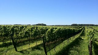 Degustação de vinhos e tour nos vinhedos Paumanok