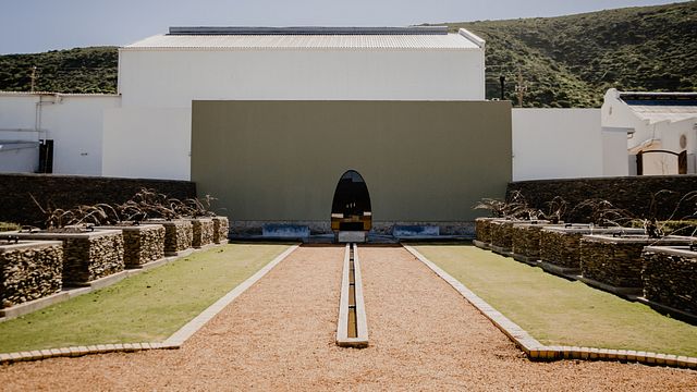 Captivé par l'expérience du Chardonnay au domaine viticole de Weltevrede