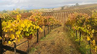 Dégustation de vins et visite du domaine viticole Wise Villa