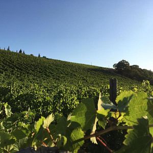 Cata y visita de vinos y aceites Evo en Tenute Pacelli
